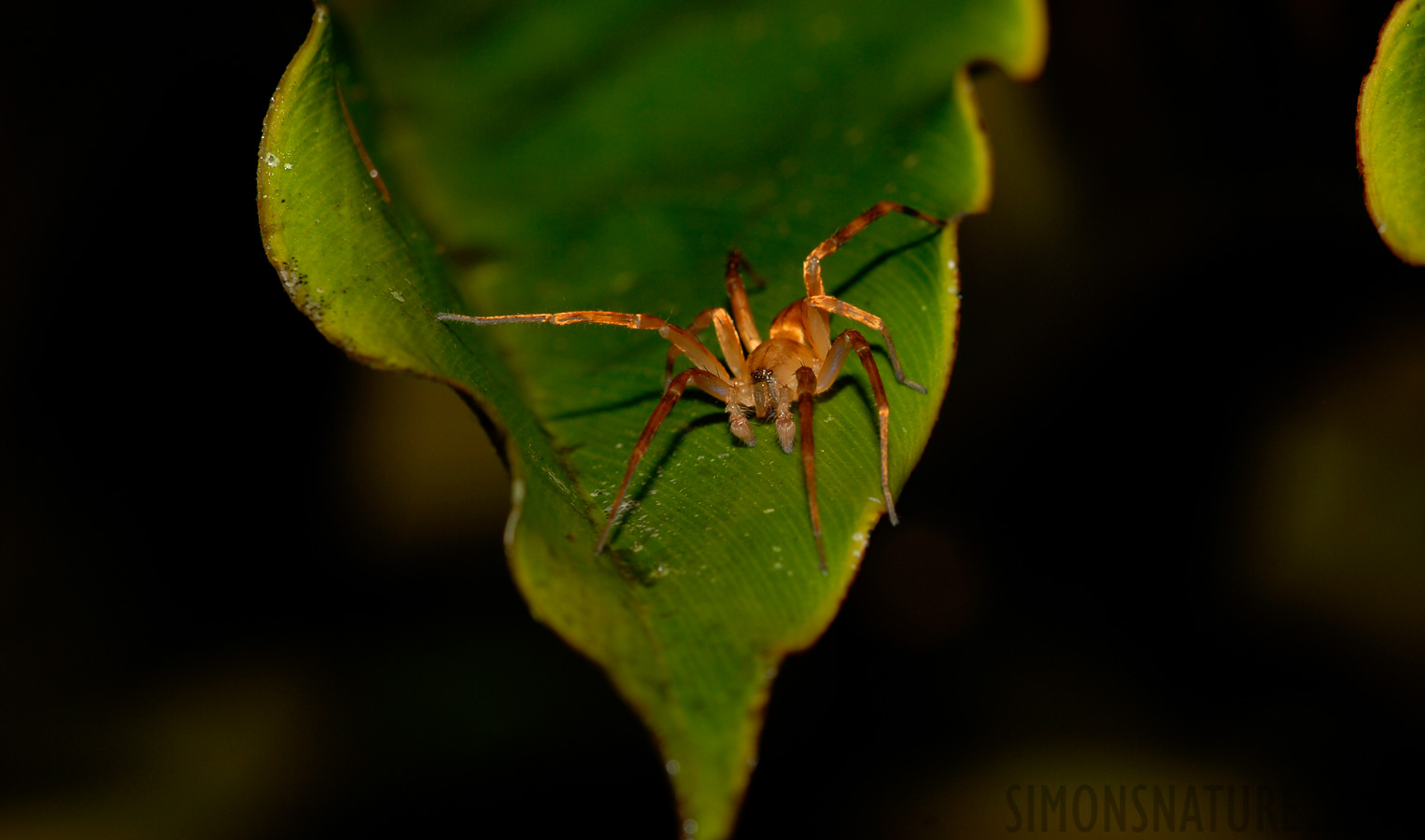 Pacuare Lodge [105 mm, 1/60 sec at f / 10, ISO 100]